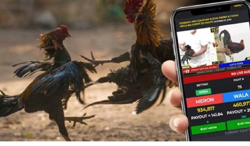 Sabong Betting: Experience the Thrill Online with PH01 PH